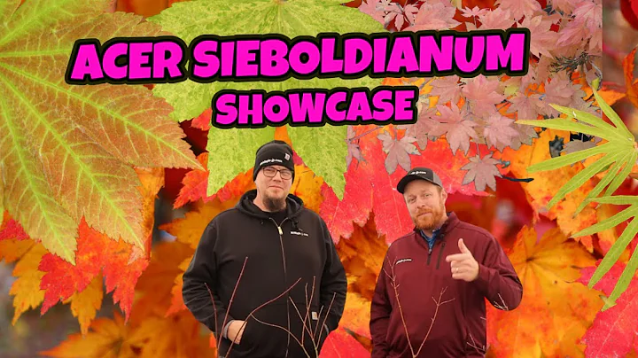 Acer sieboldianum Showcase | Siebolds Japanese Map...