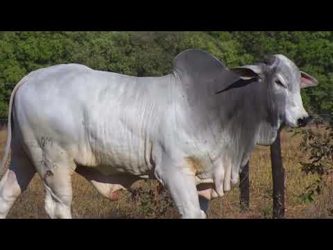 LOTE 85 | 41º MEGA LEILÃO ANUAL CARPA - TOUROS