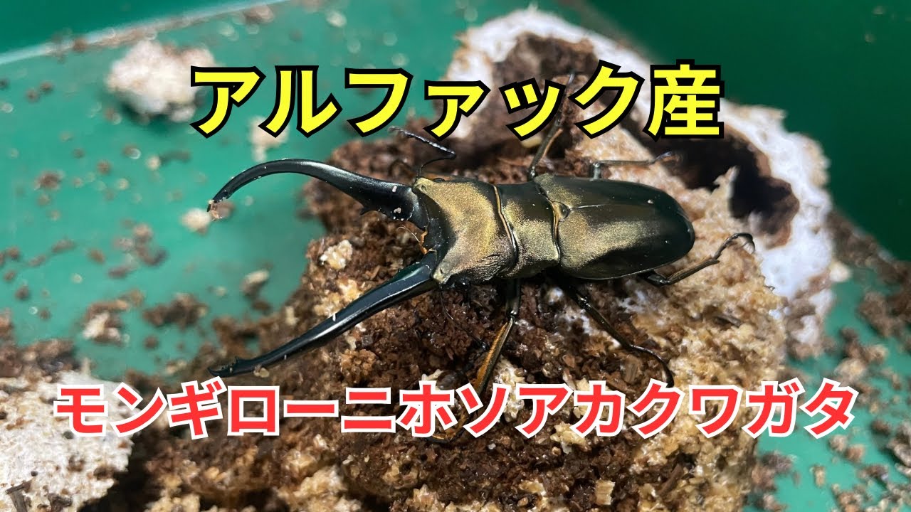 アルファック産のモンギローニホソアカクワガタが羽化してきた - YouTube