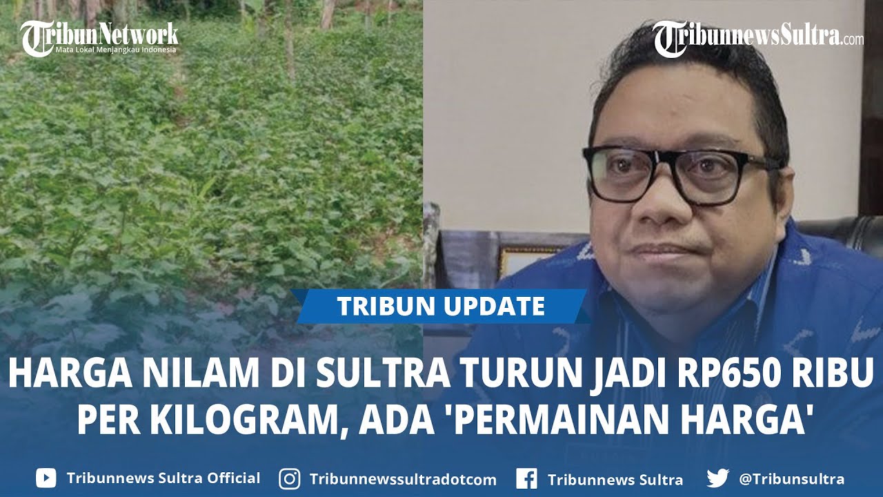 Harga Nilam di Sulawesi Tenggara Turun Jadi Rp650 Ribu per Kilogram, Ini Penyebabnya