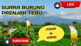 Mp3 Suara burung ciblek Tebu