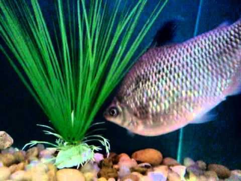 Distichodus affinis