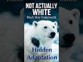 Why Polar Bears Aren’t Actually White | The Bizarre Secret Behind Polar Bear Fur