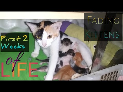 Video: Fading Kitten Syndrome - Symptomer Og årsager Til Falmende Killingsyndrom