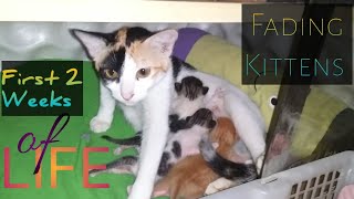 The Fading Kitten Syndrome Part 1 by Cat Covid Un 5,878 views 3 years ago 7 minutes, 25 seconds
