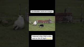 Jacobsdale Jock on a single 👉👉👉