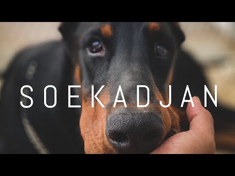 Video: Autisme pada Anjing: Mitos atau Alasan Kepedulian?