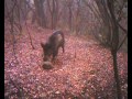 Videotrampeo científico, jabalí - Sus scrofa, zorro - Vulpes vulpes, garduña - Martes foina, corzo