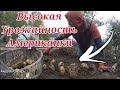 🥔 ТОПОВЫЙ УРОЖАЙ КАРТОФЕЛЯ АМЕРИКАНКА В ЗАСУШЛИВОМ 2021 ГОДУ. КОПАЕМ КАРТОШКУ ВМЕСТЕ С ПОДПИСЧИКАМИ