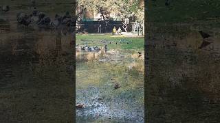 Wild Pigeon #pigeon#kabootar#Kabutar#birds #wild kabooter#Madrasipigeon#wildpigeon