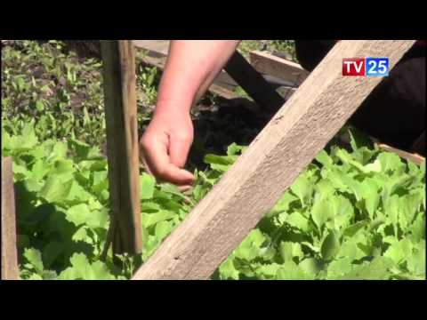 40-მა მოქალაქემ თვითნებურად დაკავებული ტერიტორია საკუთრებაში დაირეგისტრირა