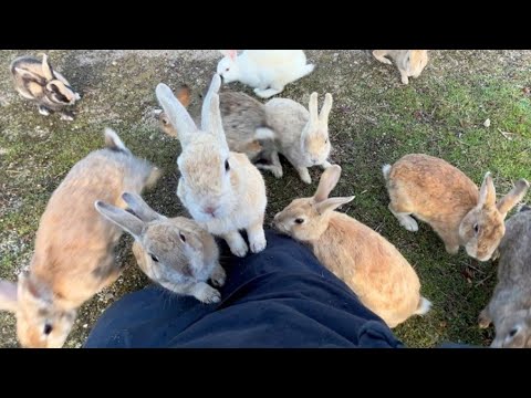 الصين نشرة مليون أرنب في الصحراء وماحدث صدم العالم 