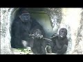 Super daddy❤兩個孩子在阿爸身邊練習吃樹枝😁 D&#39;jeeco Family|#gorilla #ゴリラ|Taipei zoo#金剛猩猩20221027-27
