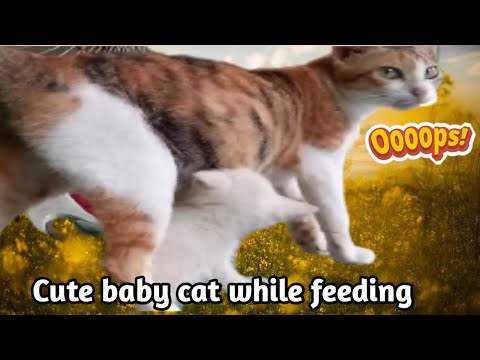 cute baby cat while feeding
