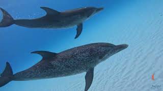 Snorkeling with Atlantic Spotted Dolphins 100 miles south of Bimini, Bahamas