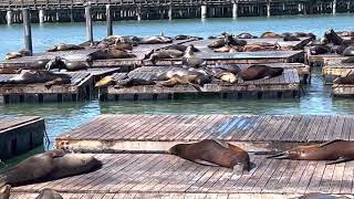 Sea lion pop-up opens at San Francisco's Pier 39 – NBC Bay Area