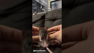 Biggie Cheese 🧀 Resimi