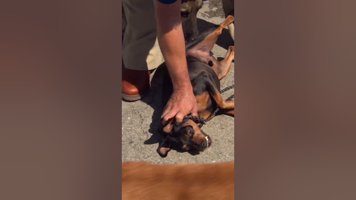 Fierce Pinscher Attacks Cesar's Pack #dogwhisperer #dog #cesarmillan