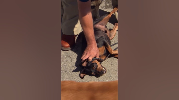 Fierce Pinscher Attacks Cesar's Pack #dogwhisperer #dog #cesarmillan