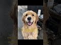 I thought this was just part of having a dog… #usa #doglife #petcare #ad #sponsored