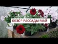 Обзор рассады  апрель - май 2020.