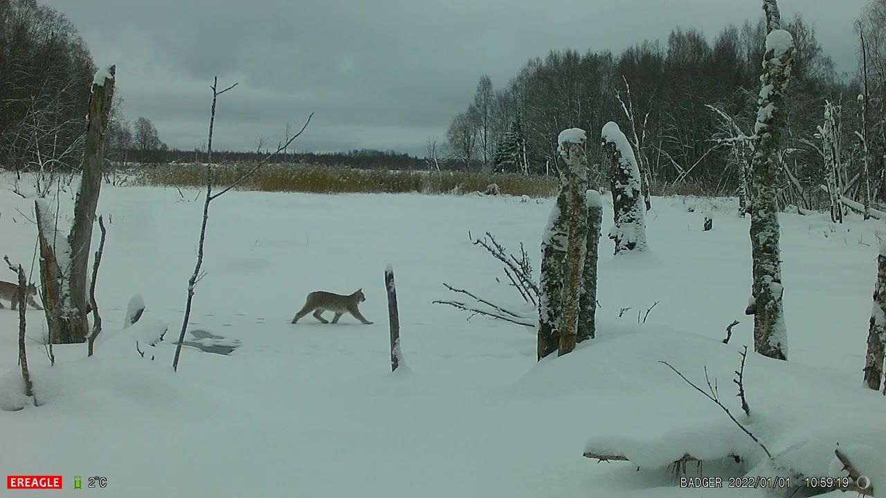 Snow White and the Three Dwarfs