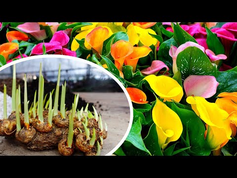 Video: Bagaimana cara membagi umbi calla lily?