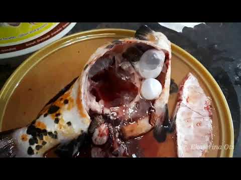 Болезни рыб-вздутие живота. Водянка. Аквариум / Fish disease . Dropsy disease.