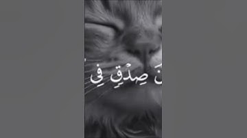 الذي خلقني فهو يهدين ياسر الدوسري تلاوه خاشعه #المصحف #اكسبلور #لايك #الرحمن #تيك_توك # #راحة_نفسية