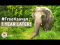 #FreeKaavan: One year after his sensational rescue!