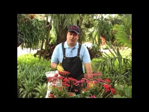 Vídeo: Como Cultivar Kalanchoe