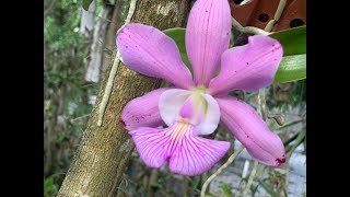 Orquídea Magairlin, como cultivo e replanto em toquinho.