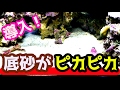 【海水魚】底砂をキレイにしてくれるサカナがやって来た!(ミズタマハゼ)