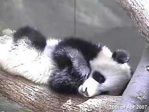 Mei Lan enjoying (Part I) - 10.04.07