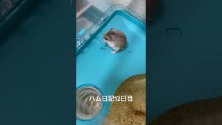 ハム日記12日目 #ロボロフスキーハムスター #レモンポップ #ハムスターのいる生活 #ぽっぷ