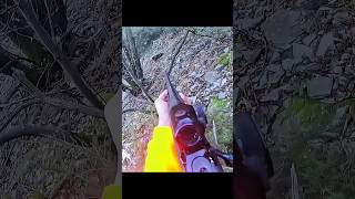 Magnificent Shot Of Deer Hunting