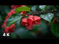 Gentle Rain on Leaves and Flower Petals | Relaxing Rain Sounds for Sleep