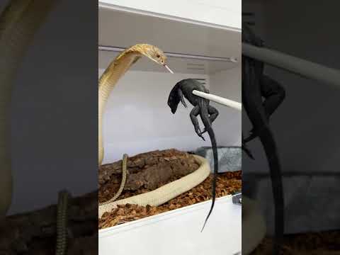 King Cobra eats an expensive meal! A Baby black Dragon is on the menu!