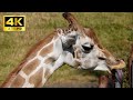 【4K】Giraffe Licking a Metal Bar