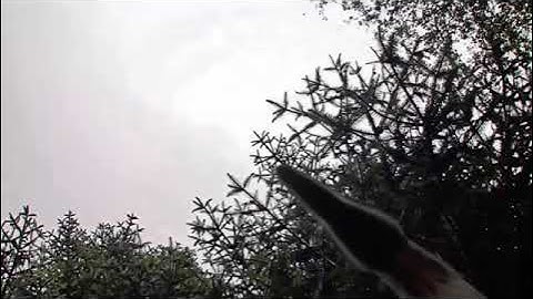 Dino Tracker Species Sightings File 2 - Compsognathus