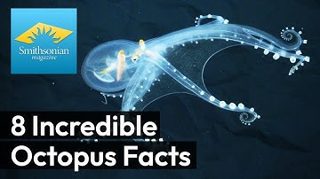 8 Mind-Boggling Facts About the Octopus