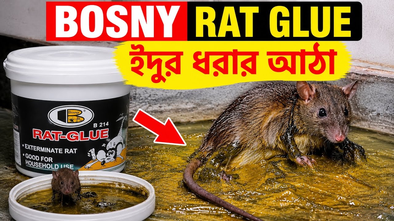 Rat Glue