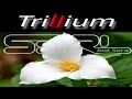 Capture de la vidéo Trillium - S3Rl Feat Sara