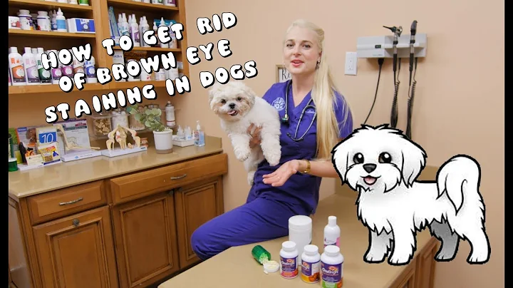 How to Get Rid of Brown Eye Staining in Dogs - DayDayNews