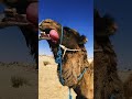 هدارة الجمل ماسبب خروج الهدارة من فم الجمل  البعير صحراء