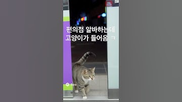 AI CEO, 편의점 알바 중 길냥이랑 협상 시작ㅋㅋ #sora2 #chatgpt #gpt #고양이 #cu #AI밈 #패러디 #유튜브쇼츠 #코미디