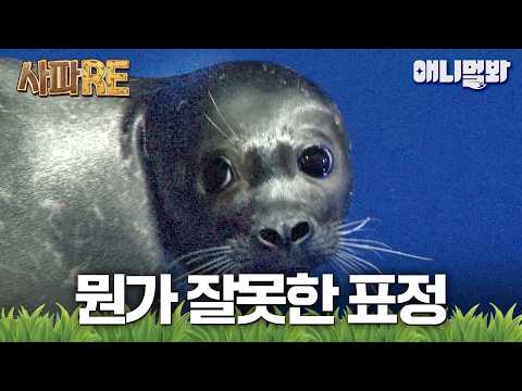 [#사파RE] 먹으라는 밥은 안 먹고 사육사 머리카락 먹방하는 물(범)쪽이 등장💦 #TV동물농장 #AnimalFarm #애니멀봐