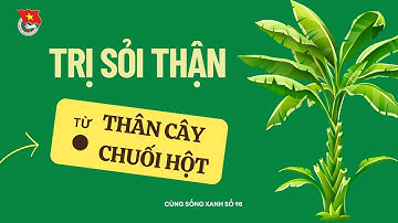 Cùng sống xanh số 98: TRỊ SỎI THẬN TỪ THÂN CÂY CHUỐI HỘT