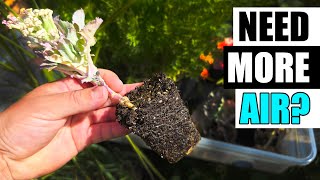 Why Does Drainage Matter? - Garden Quickie Episode 255