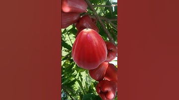 Quả mận#shorts #trending